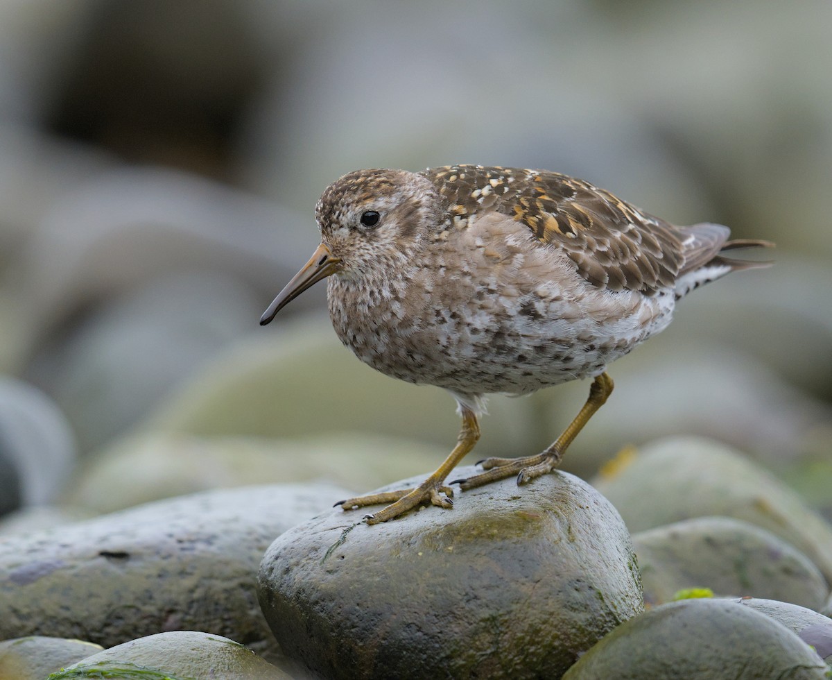 Purple Sandpiper - ML645948735