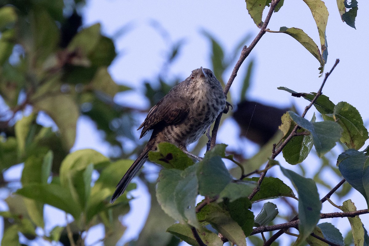 Thrush-like Wren - ML645948736