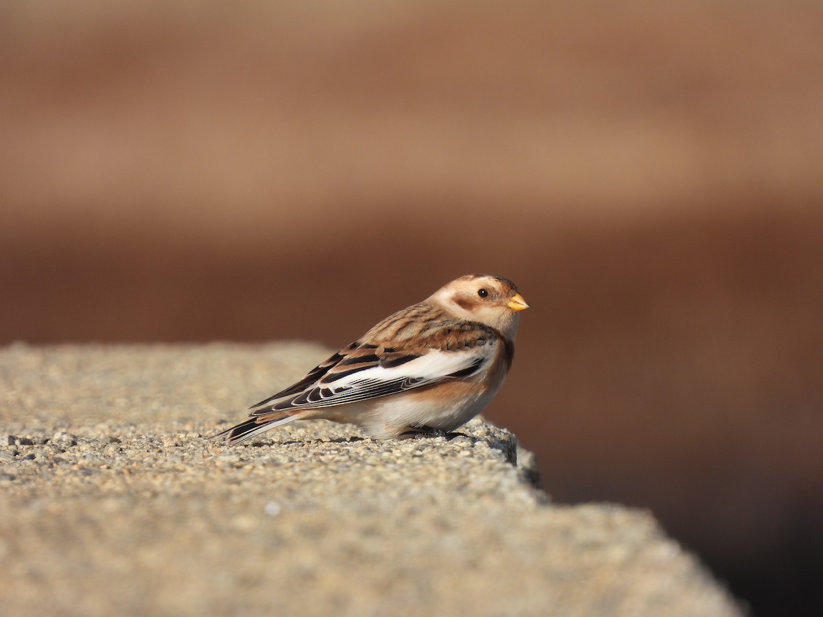 Snow Bunting - ML645948737