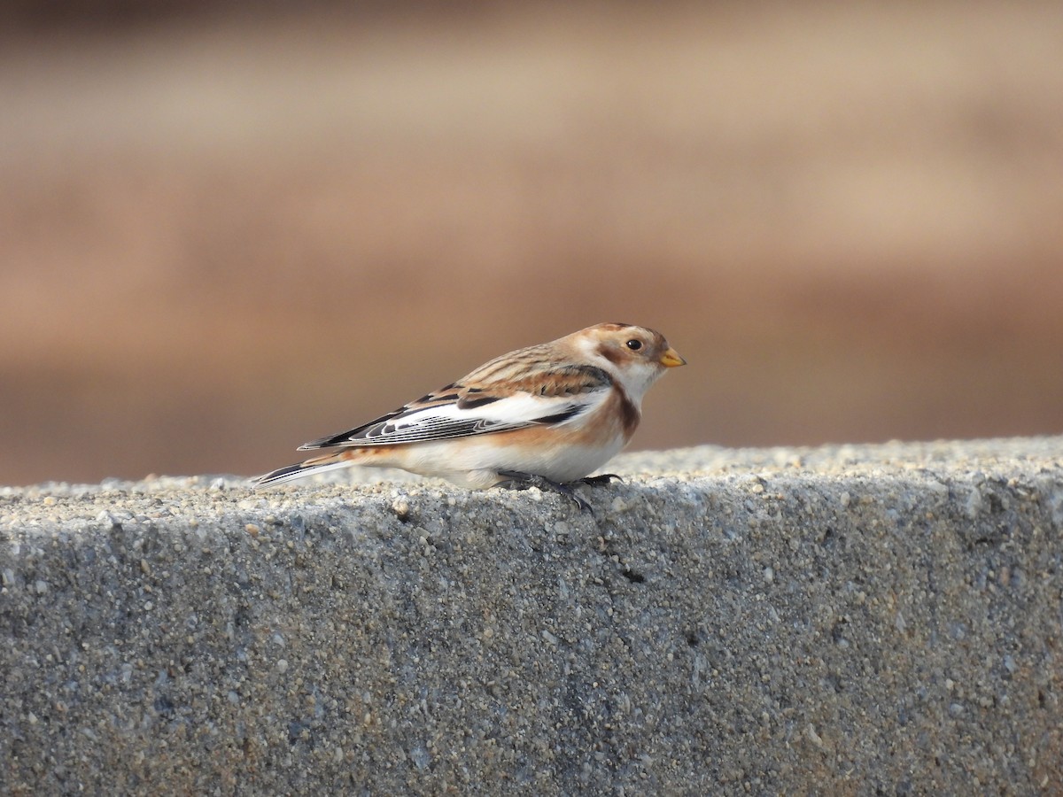 Snow Bunting - ML645948738