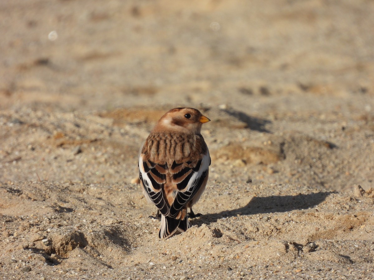 Snow Bunting - ML645948739