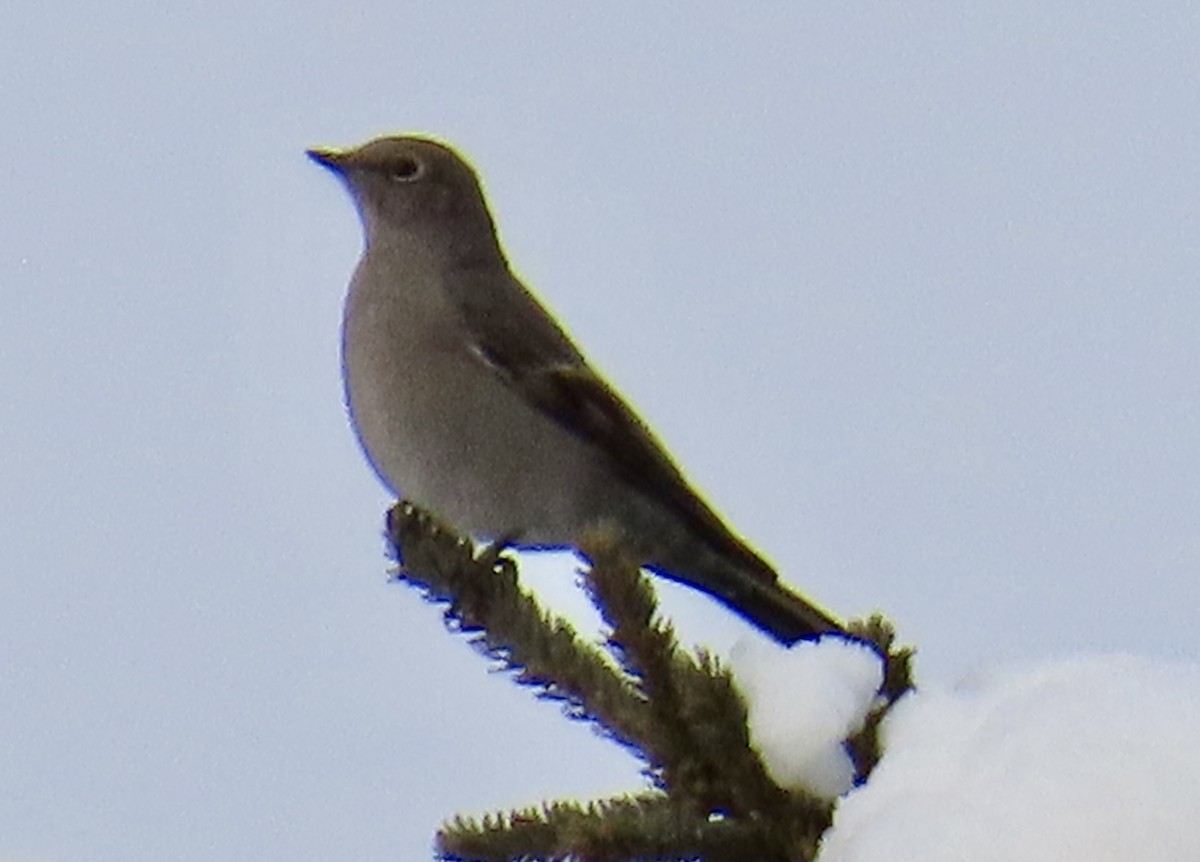 Townsend's Solitaire - ML645948740