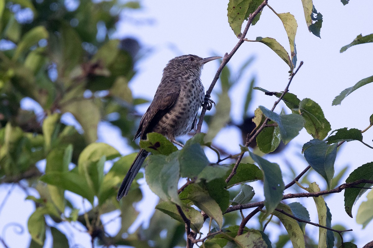 Thrush-like Wren - ML645948741