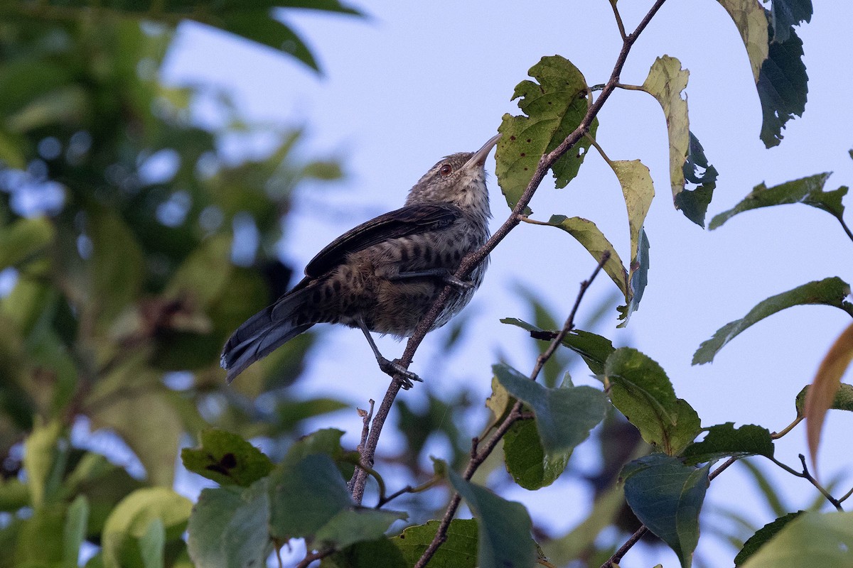 Thrush-like Wren - ML645948749