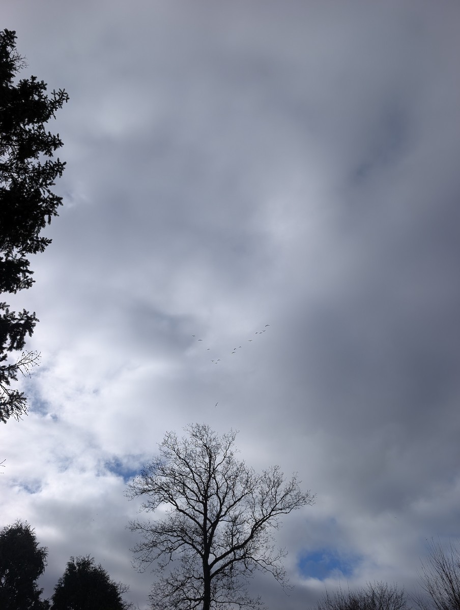 カナダヅル - ML645948750