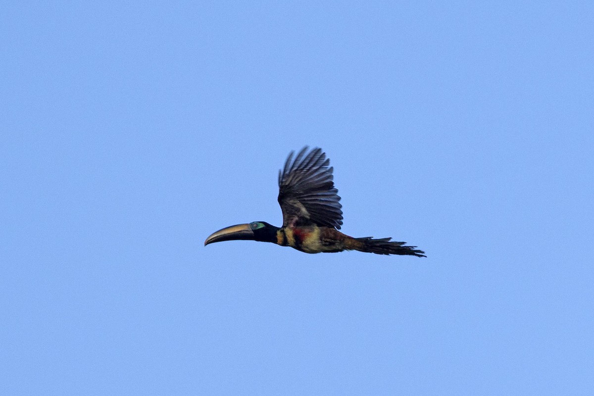 Many-banded Aracari - ML645948753