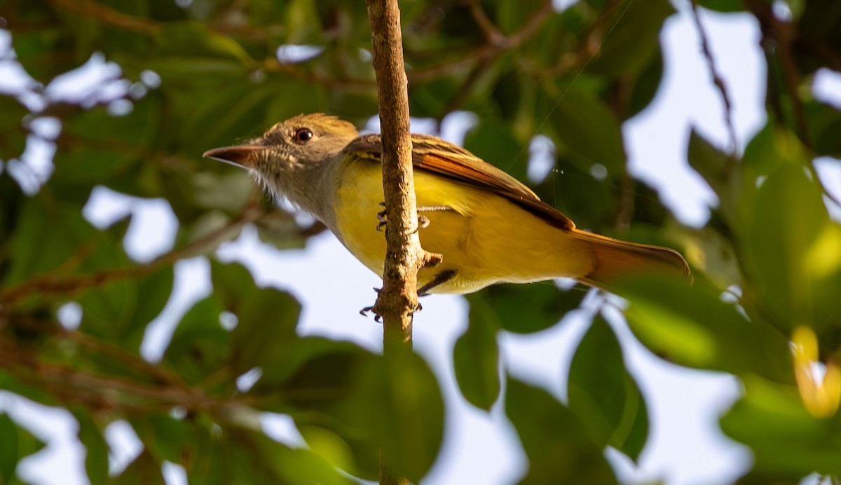 Great Crested Flycatcher - ML645948755