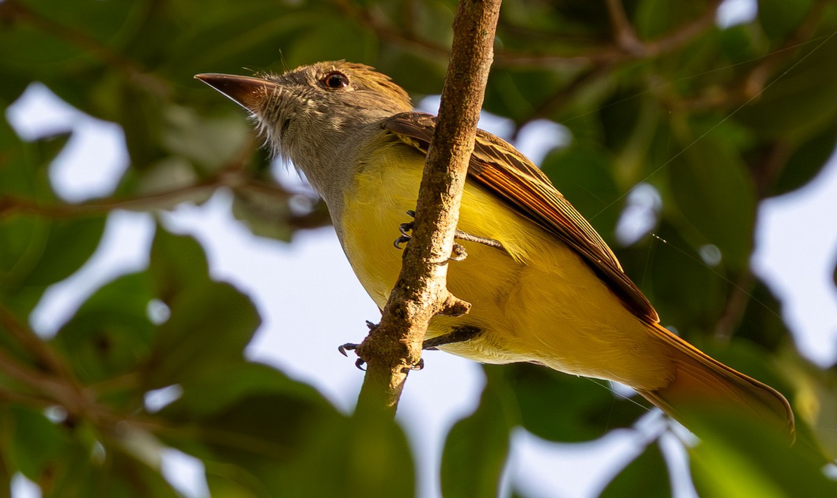 Great Crested Flycatcher - ML645948756