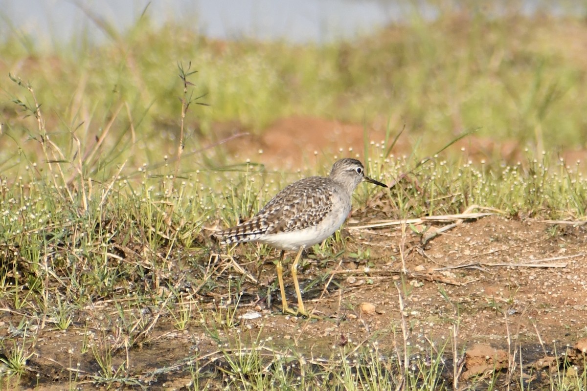 vodouš bahenní - ML645948757
