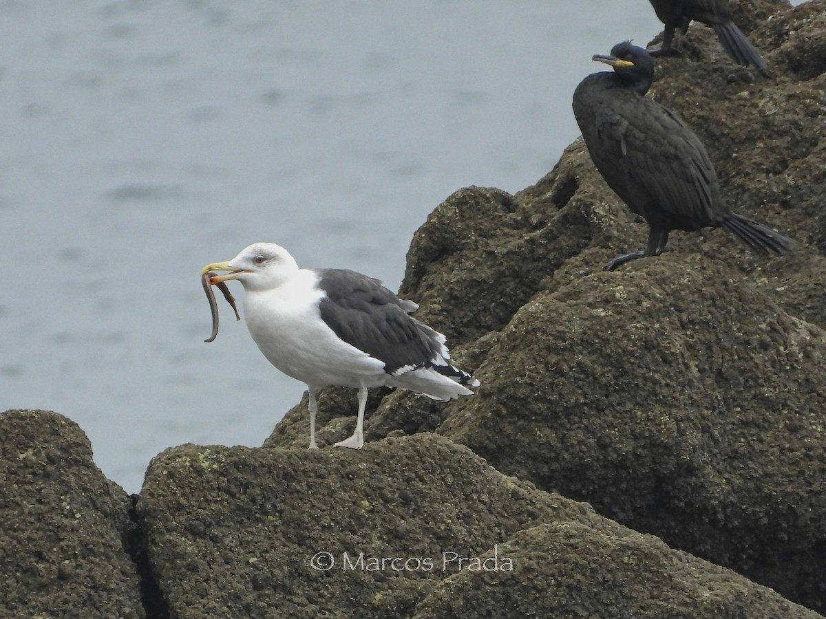 racek mořský - ML645948759