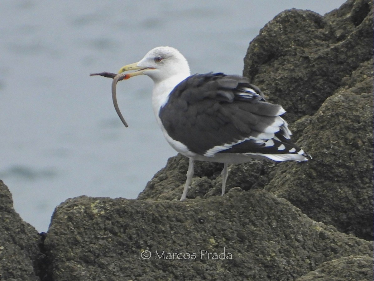 racek mořský - ML645948760