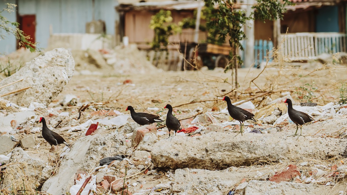 slípka americká - ML645948766