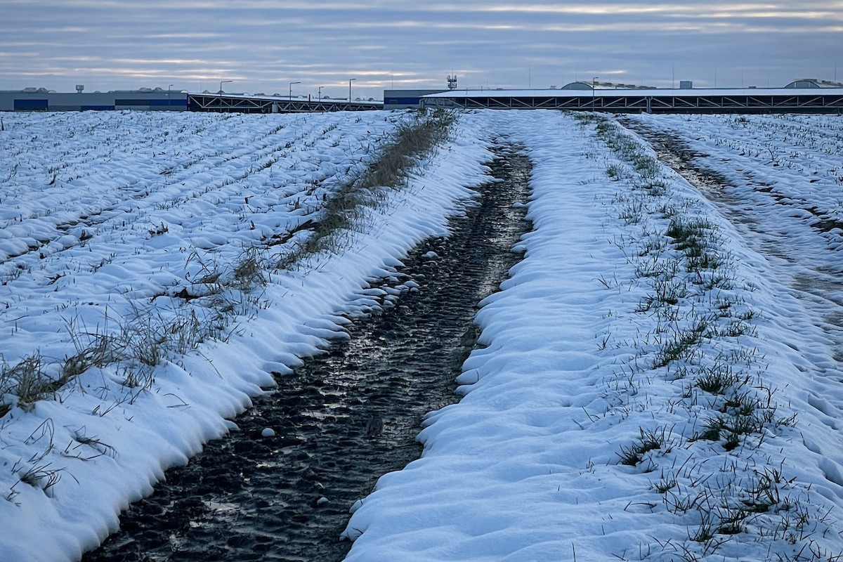 Tepeli Toygar [cristata grubu] - ML645948769