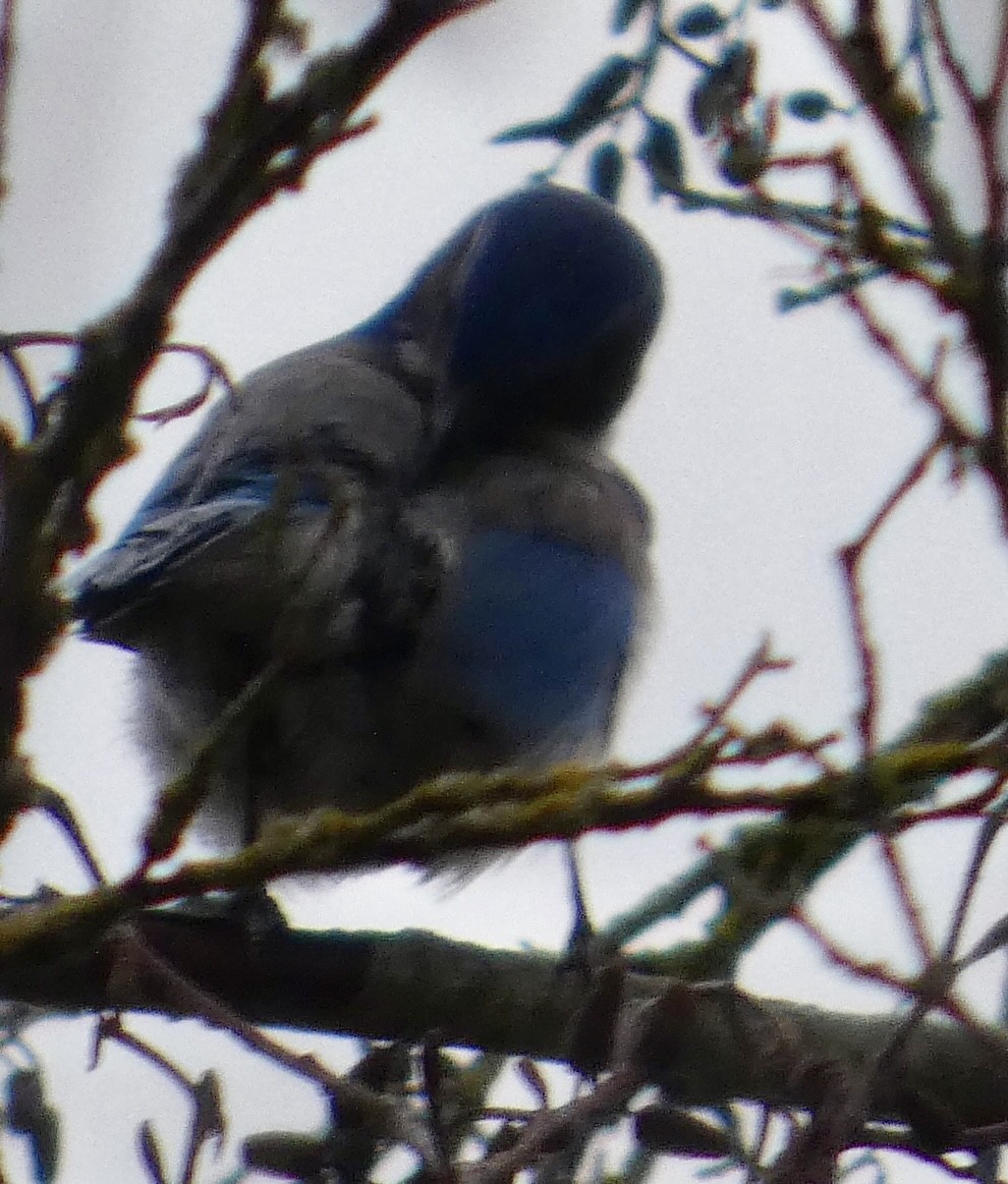 カリフォルニアカケス - ML645948771