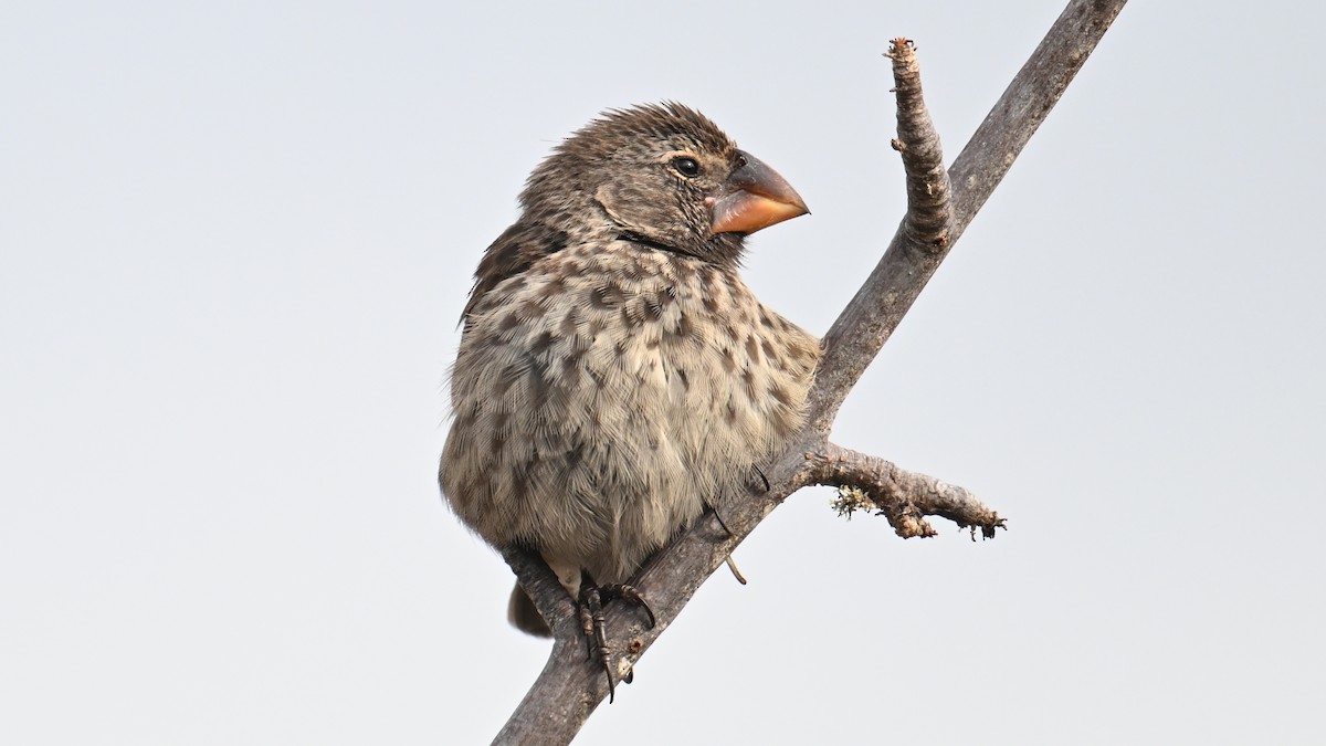 ガラパゴスフィンチ - ML645948772