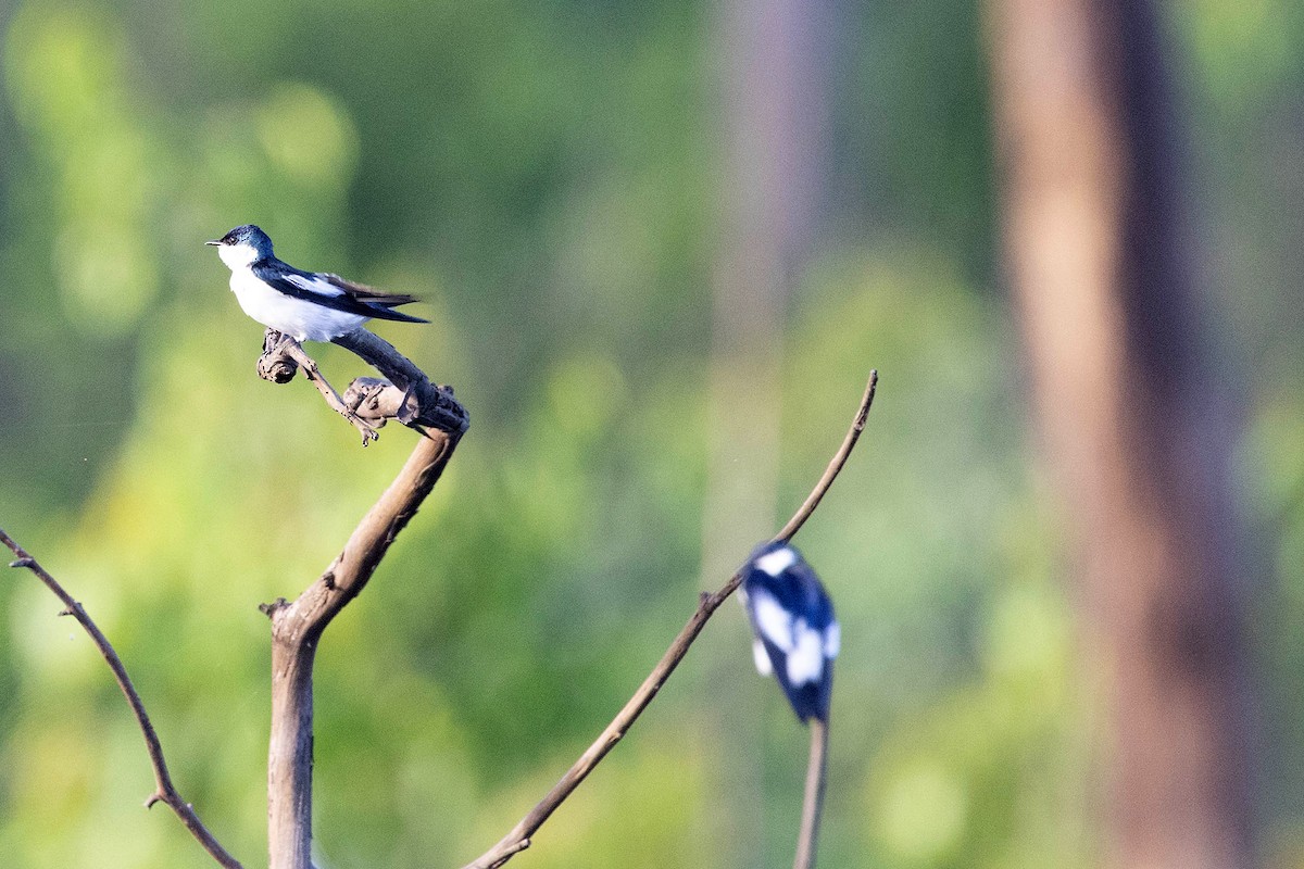 ハジロミドリツバメ - ML645948774