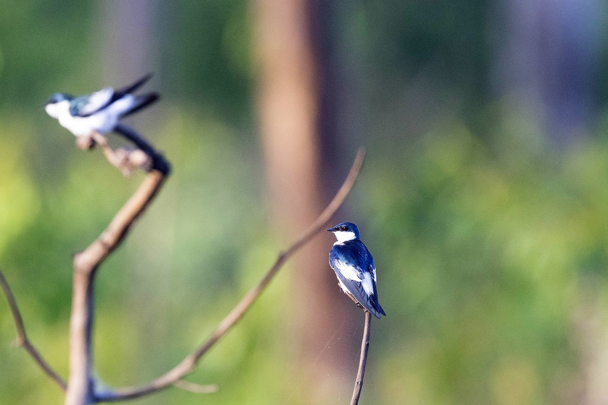 ハジロミドリツバメ - ML645948777