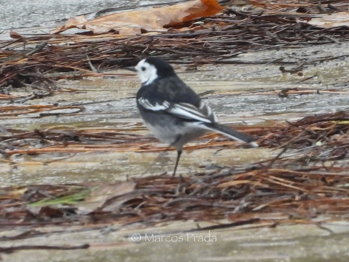 ハクセキレイ（亜種 yarrellii) - ML645948780