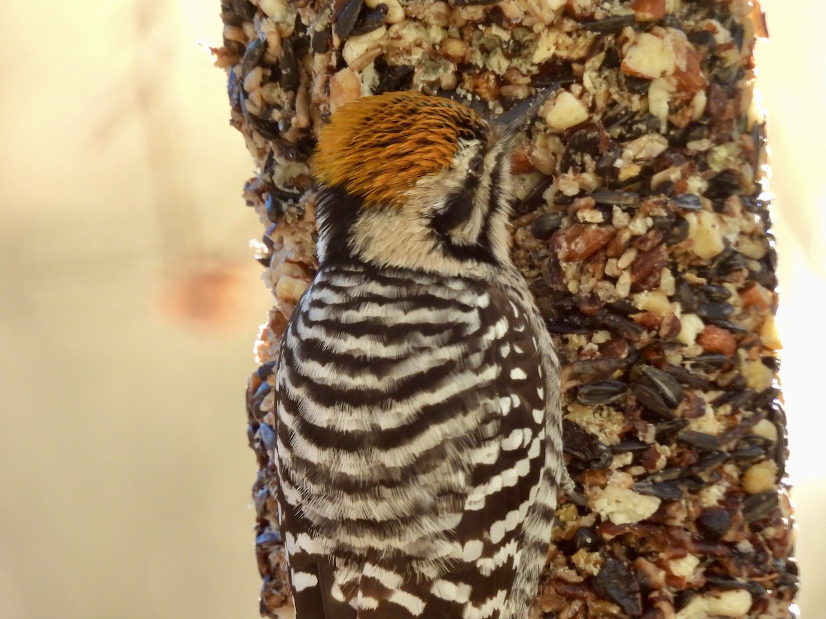 シマアカゲラ - ML645948781