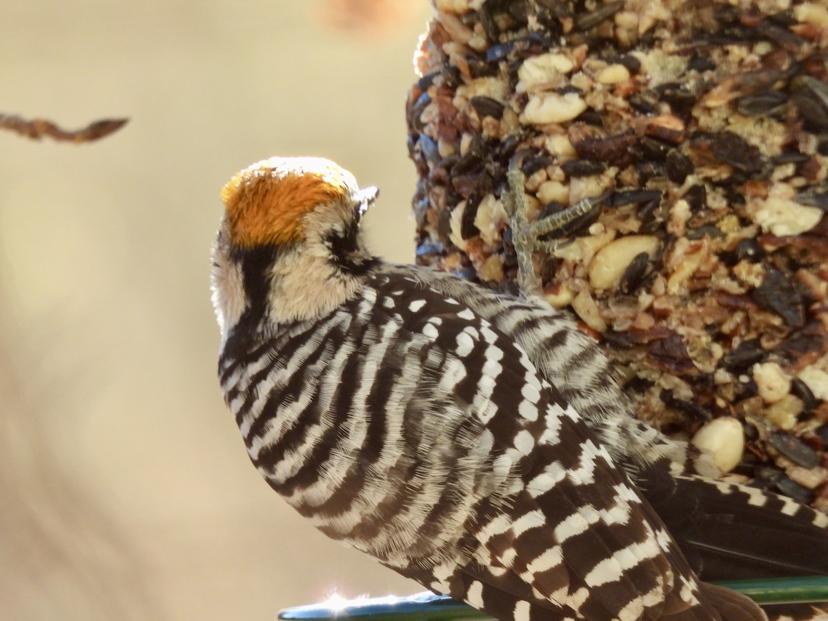 シマアカゲラ - ML645948782