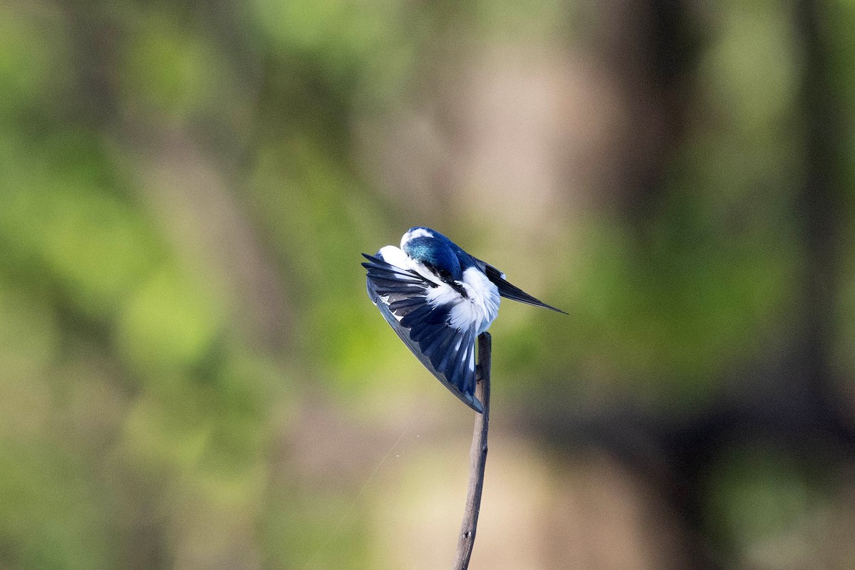 ハジロミドリツバメ - ML645948783