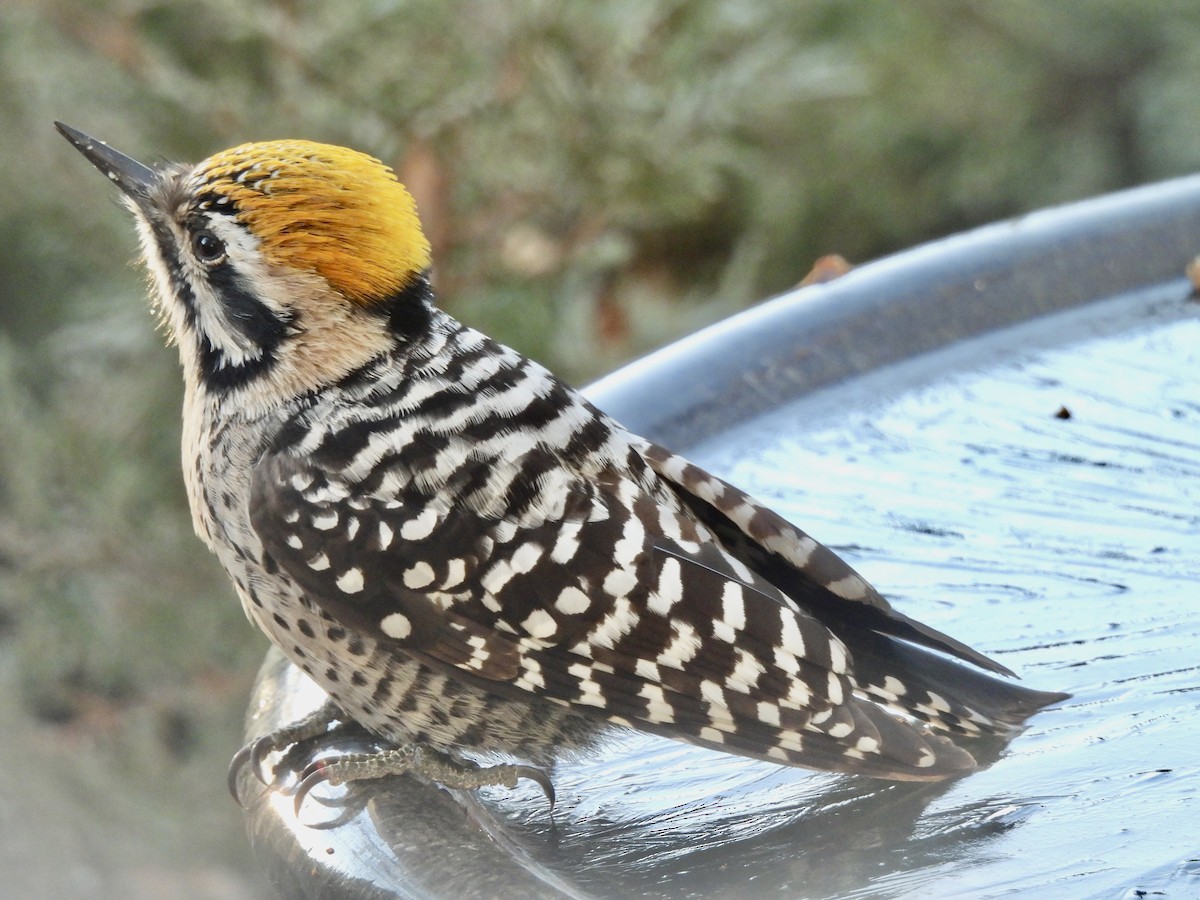 シマアカゲラ - ML645948784