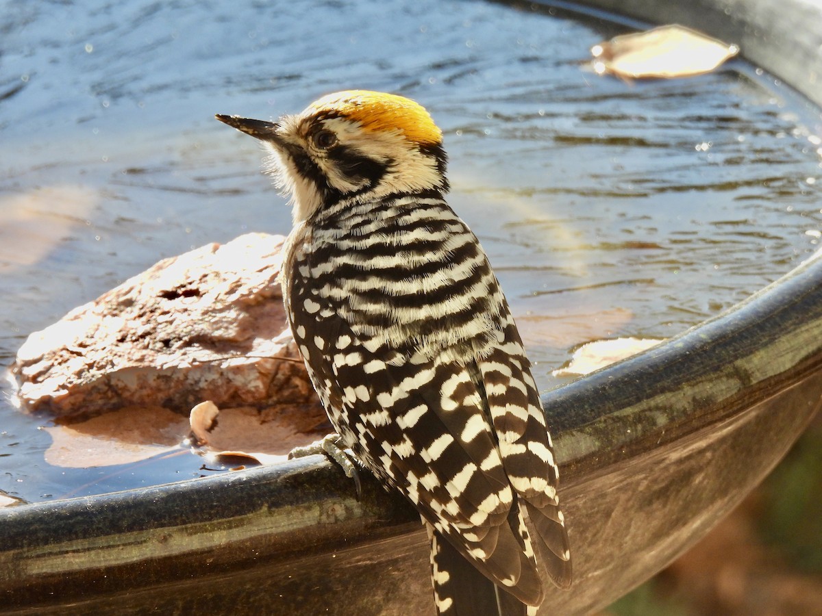 シマアカゲラ - ML645948785