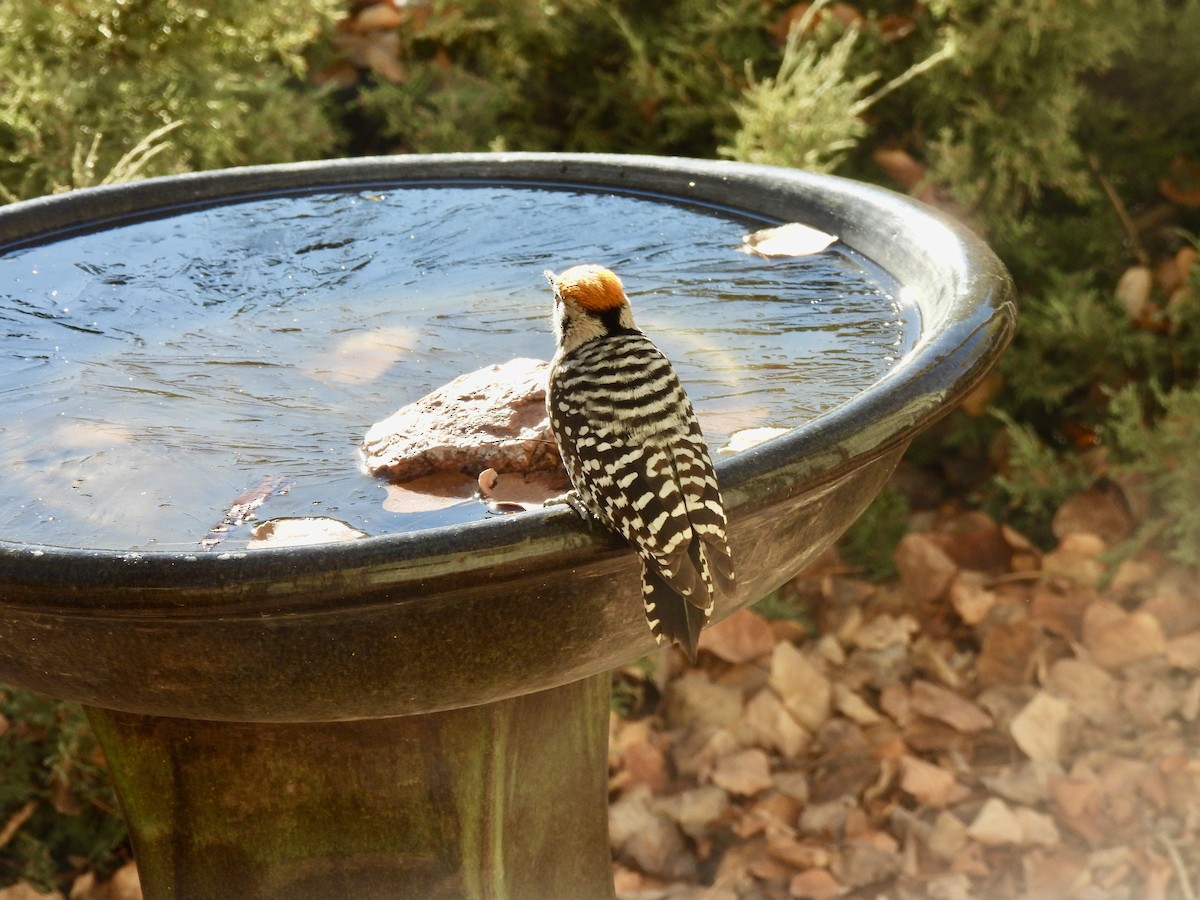 シマアカゲラ - ML645948786