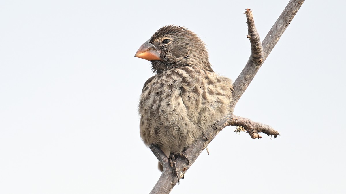 ガラパゴスフィンチ - ML645948787