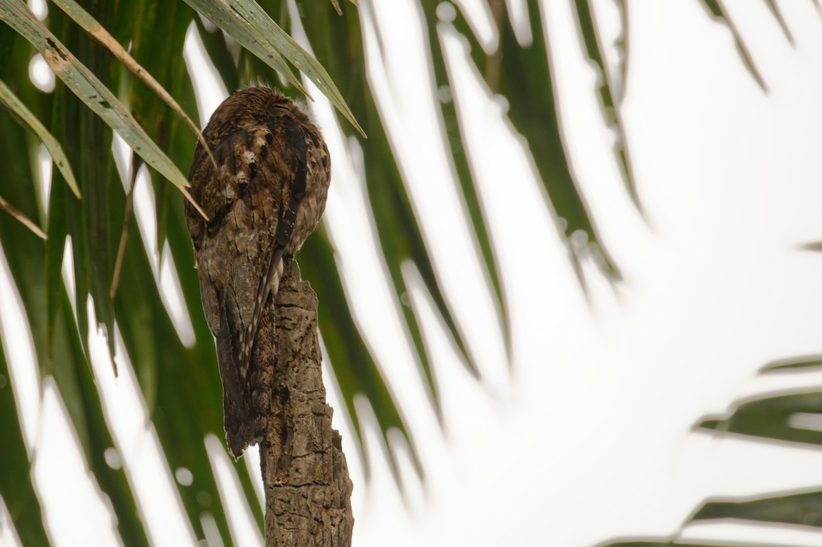 ハイイロタチヨタカ - ML645948788