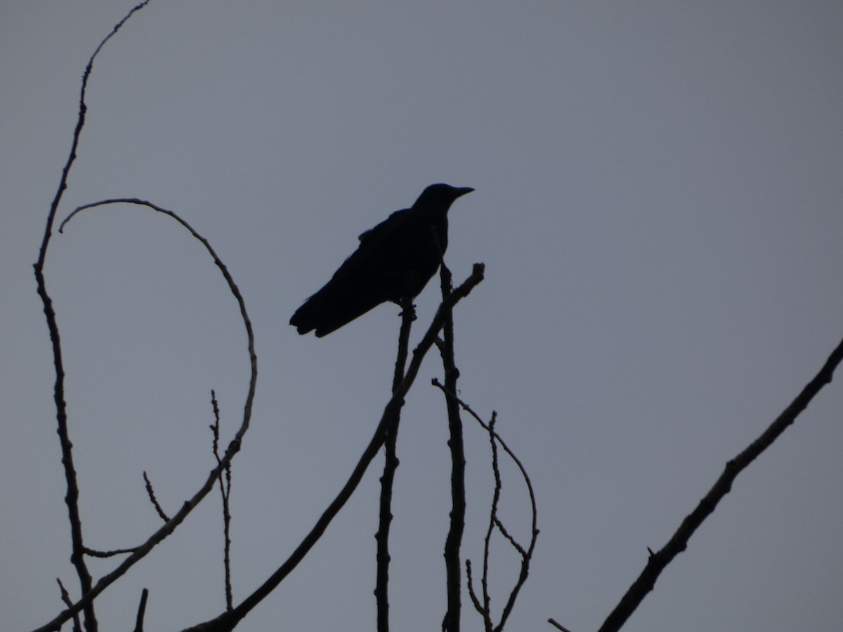 アメリカガラス - ML645948789