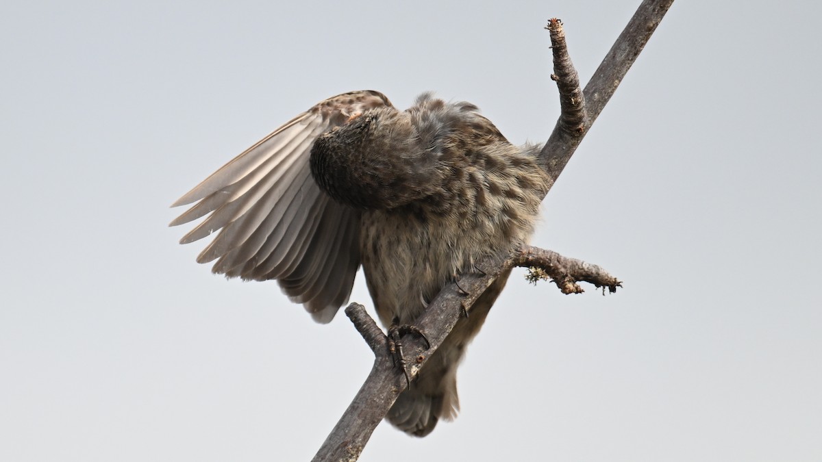 ガラパゴスフィンチ - ML645948794