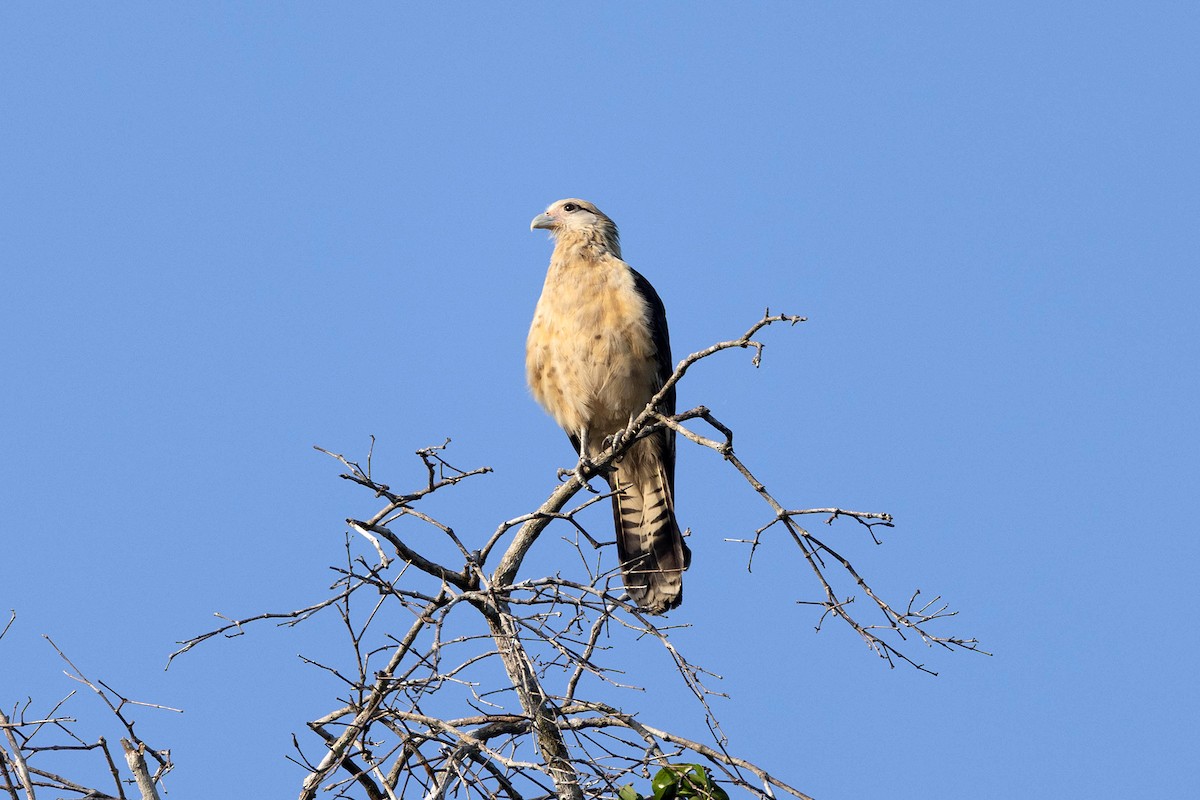 キバラカラカラ - ML645948796