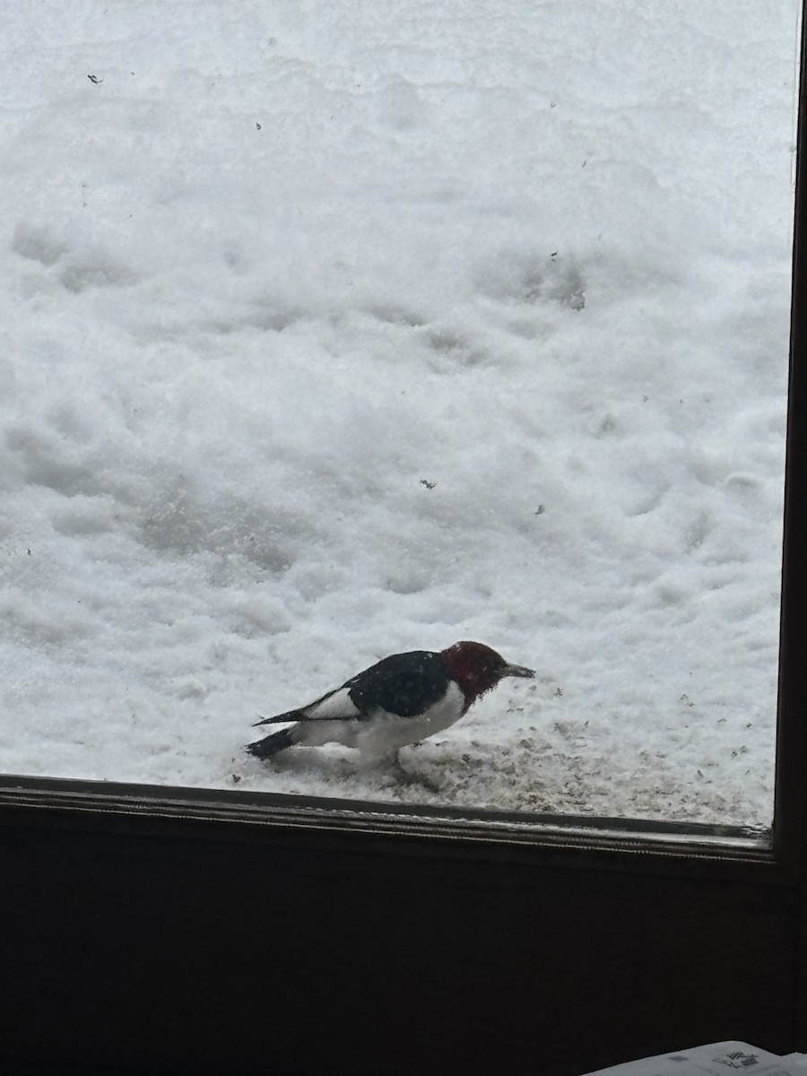 Red-headed Woodpecker - ML645948797