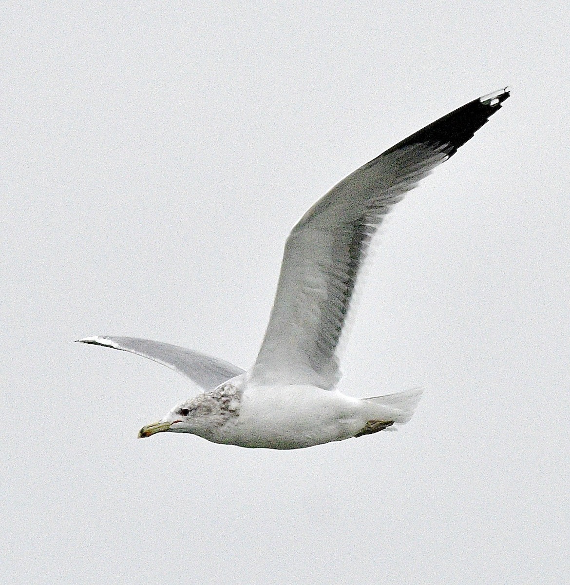 カリフォルニアカモメ - ML645948799