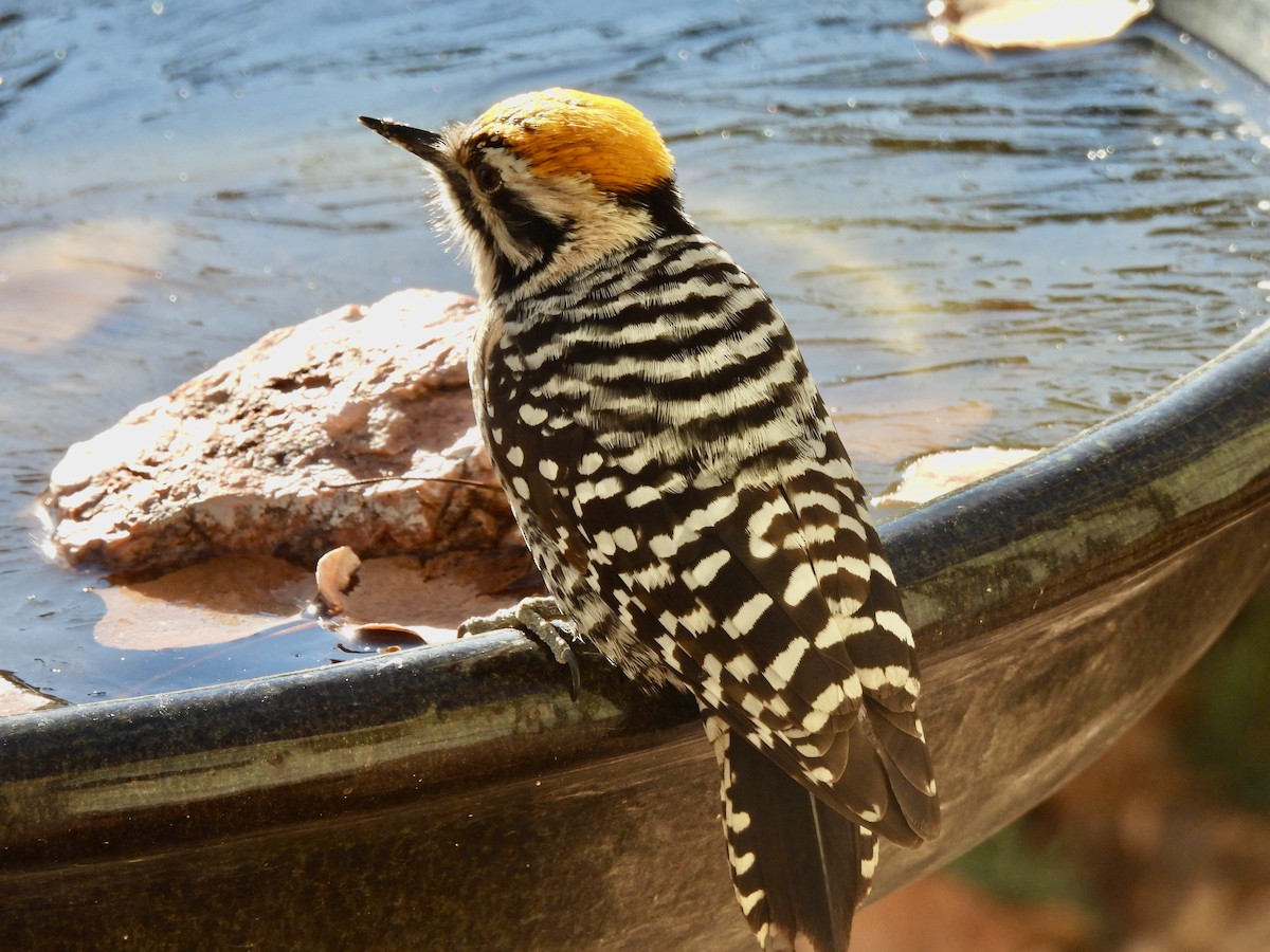 シマアカゲラ - ML645948800