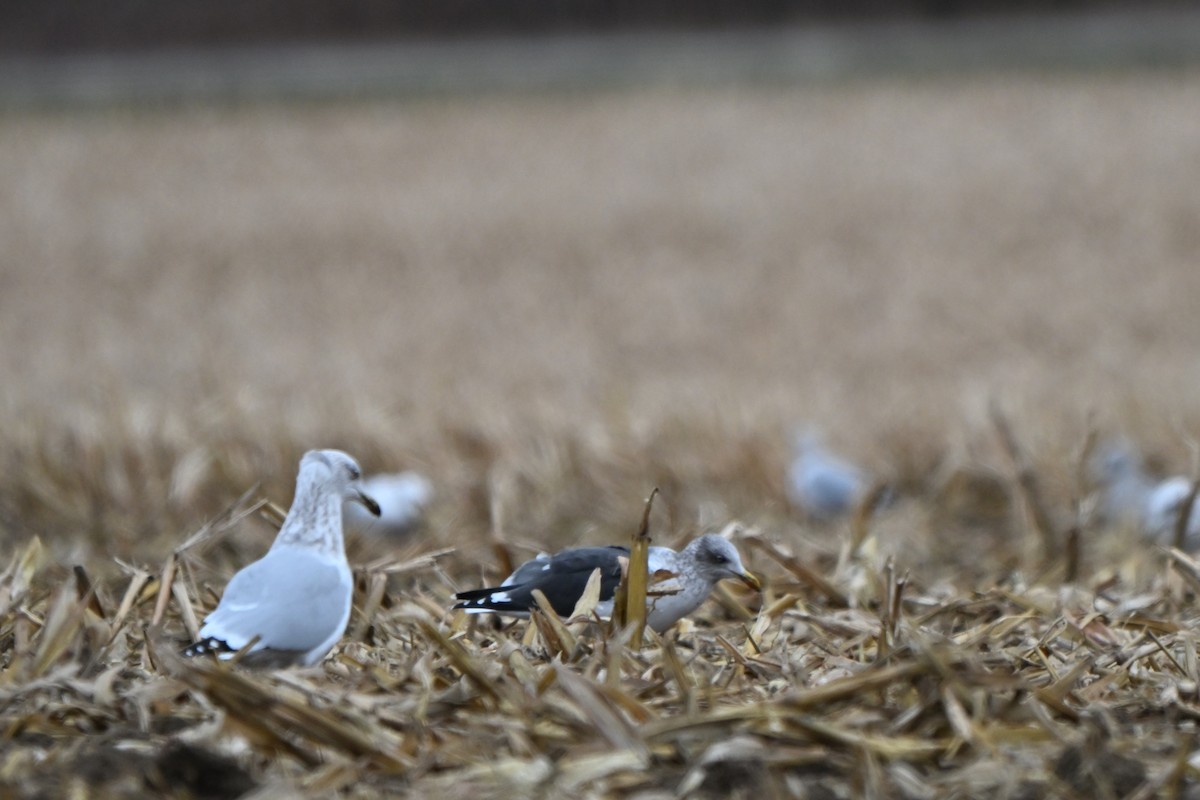 Lesser Black-backed Gull - ML645948801
