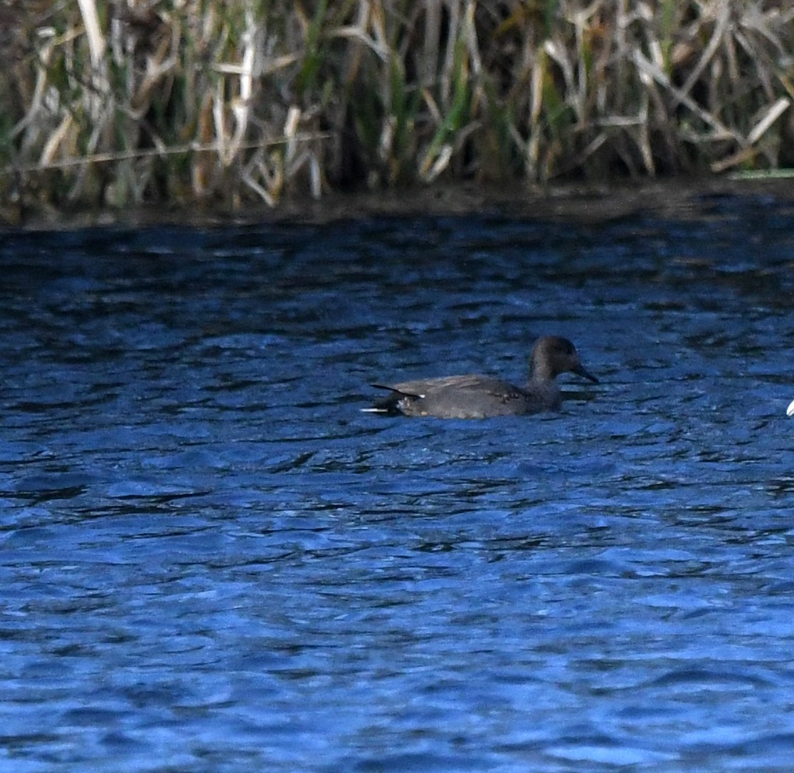 オカヨシガモ（strepera） - ML645948802