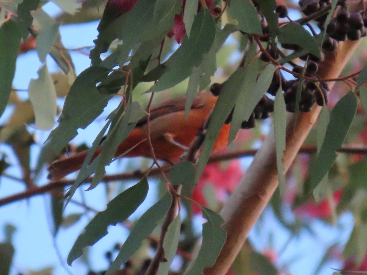 Hepatic Tanager - ML645948803