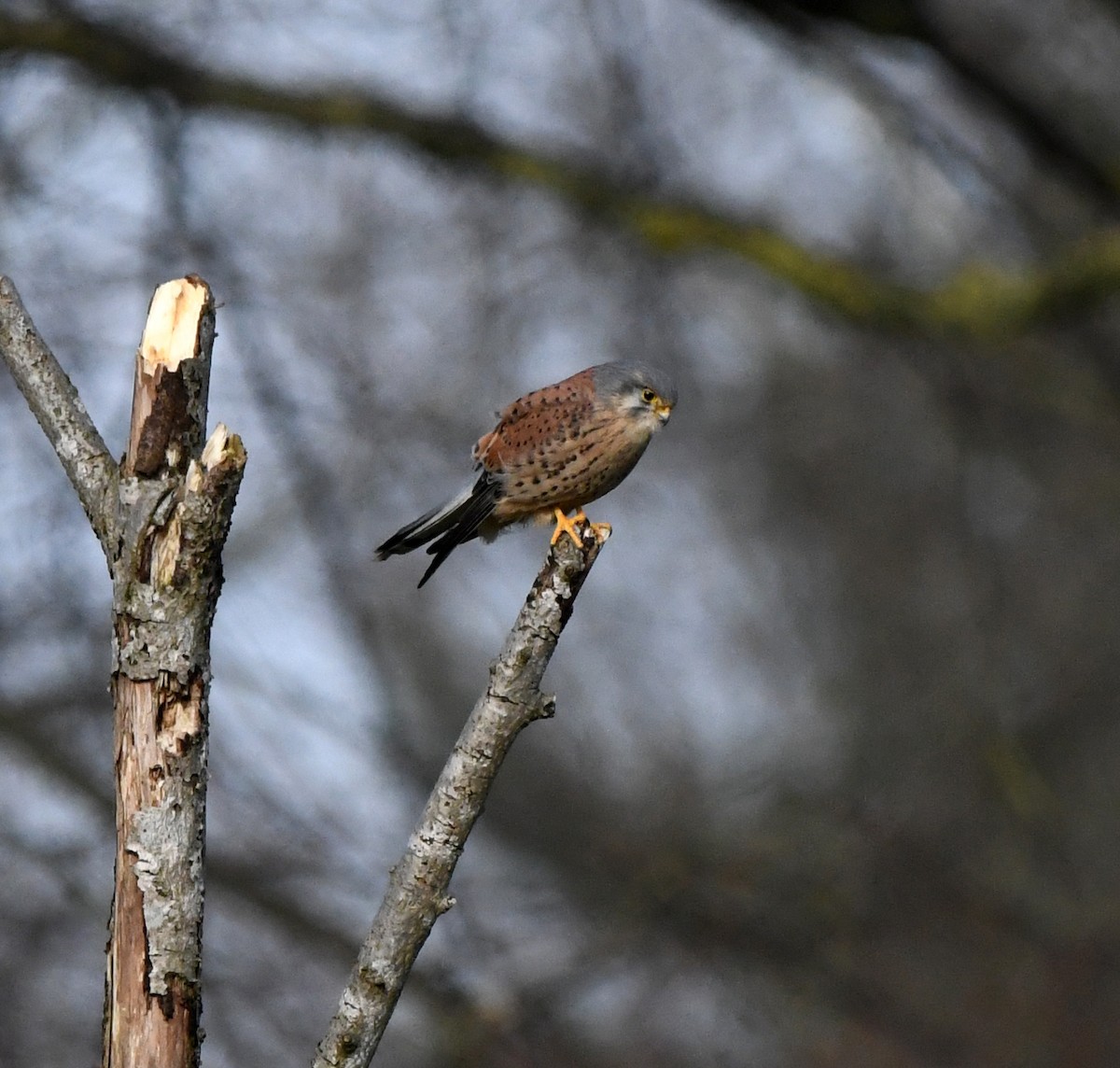 チョウゲンボウ（tinnunculus グループ） - ML645948804