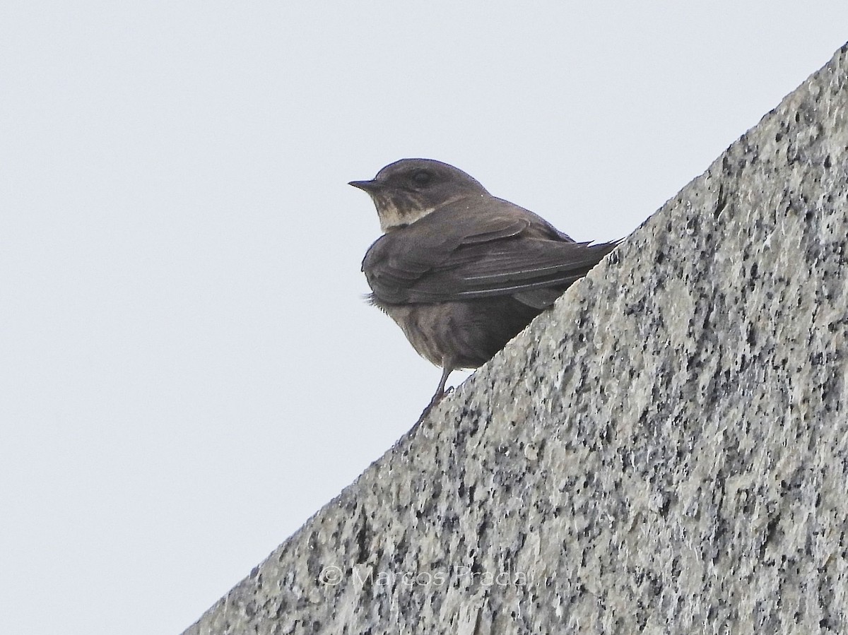 チャイロツバメ - ML645948805