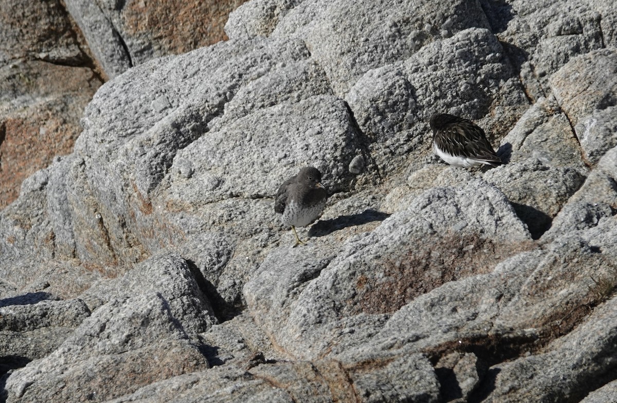 アライソシギ - ML645948808