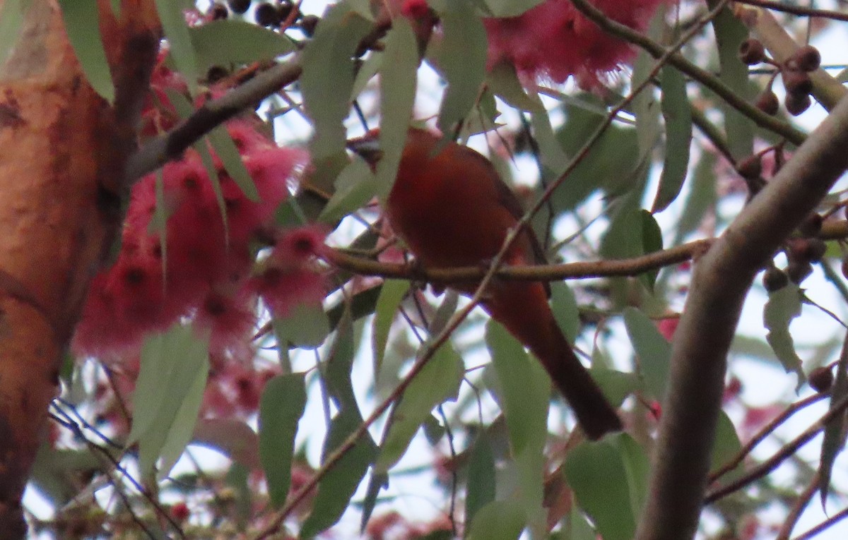 Hepatic Tanager - ML645948809