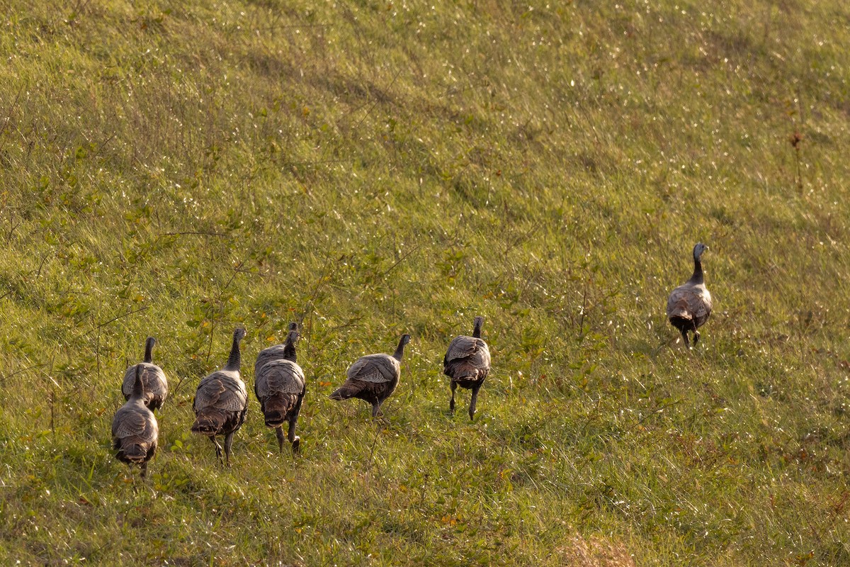 シチメンチョウ - ML645948811