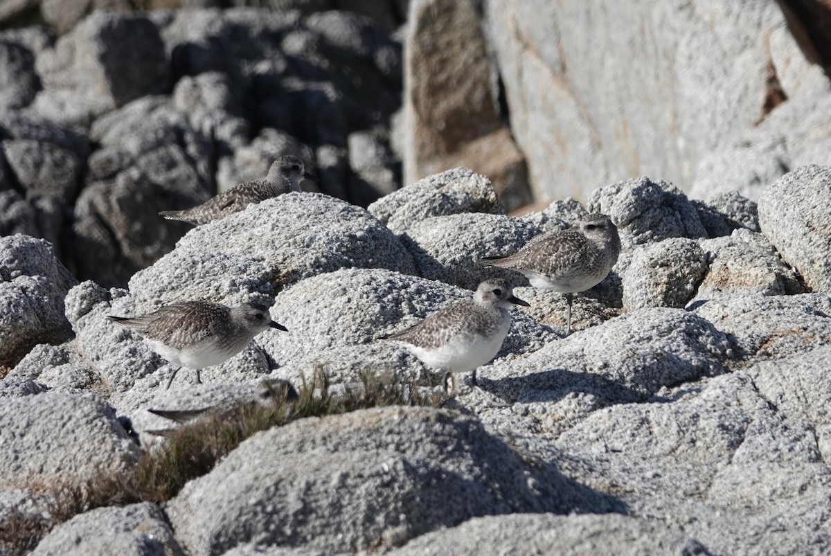 ダイゼン - ML645948812