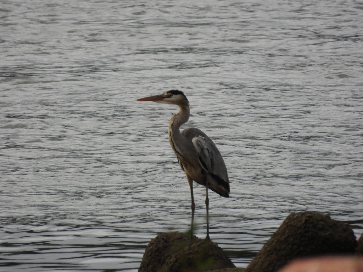 アオサギ - ML645948814