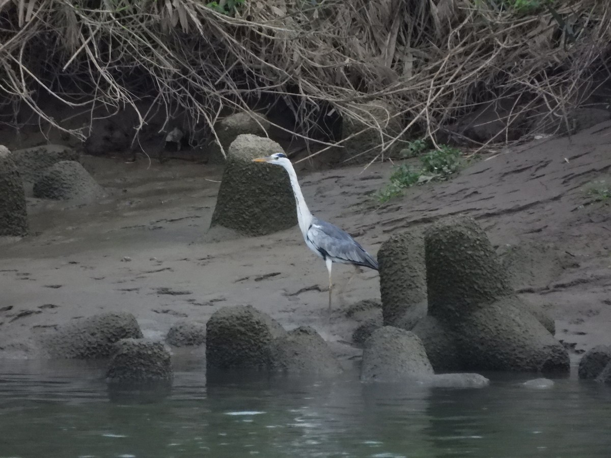 アオサギ - ML645948815