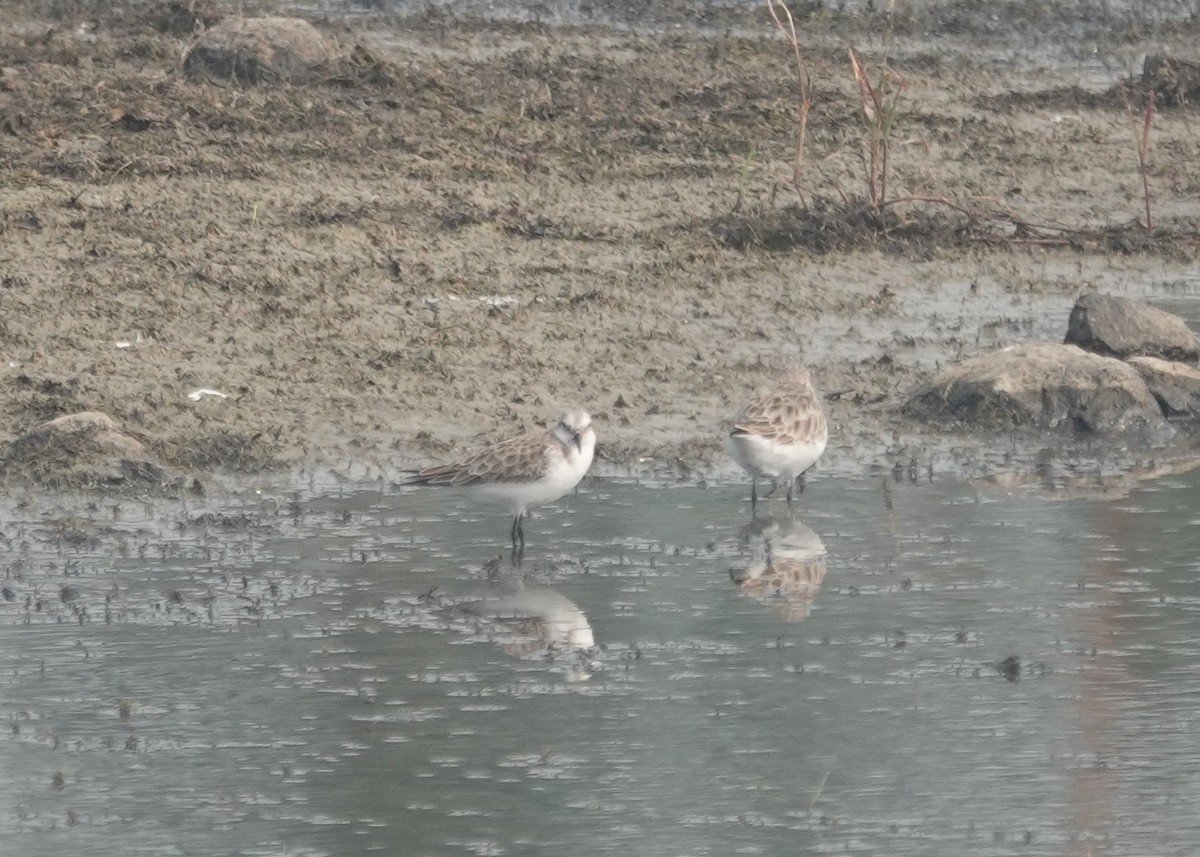 Little Stint - ML645948822