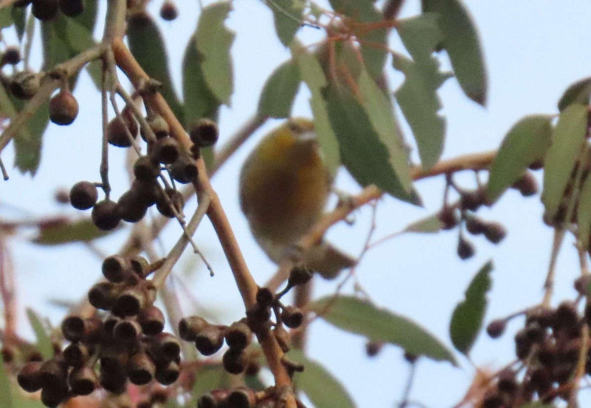 Bullock's Oriole - ML645948824