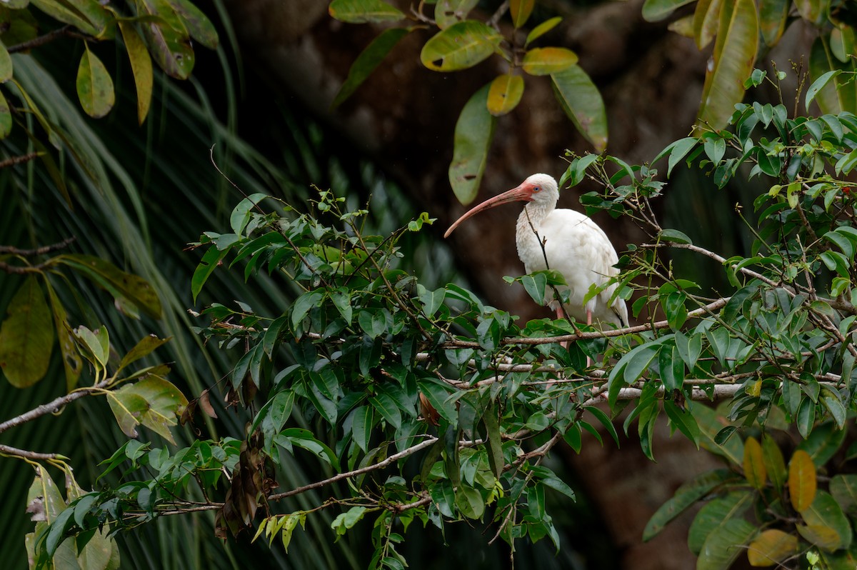 White Ibis - ML645948830
